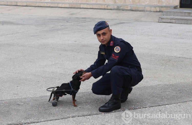 Jandarma personeli felçli köpek Çiko için yürüteç yaptı