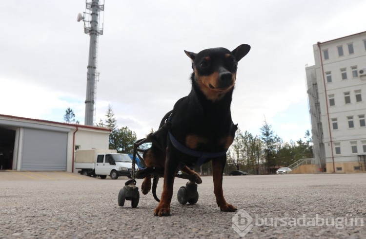 Jandarma personeli felçli köpek Çiko için yürüteç yaptı