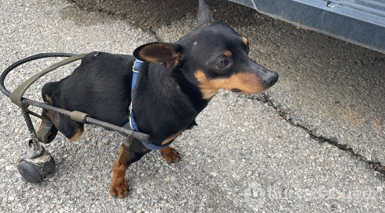 Jandarma personeli felçli köpek Çiko için yürüteç yaptı