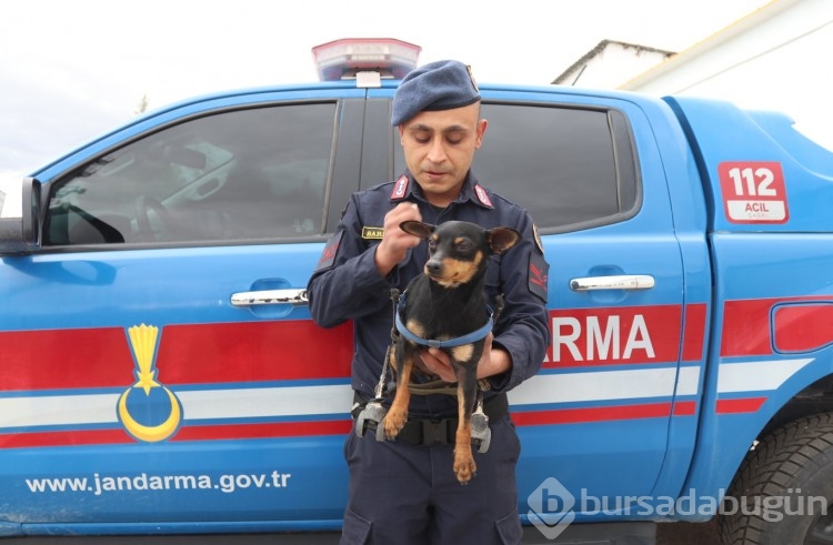 Jandarma personeli felçli köpek Çiko için yürüteç yaptı