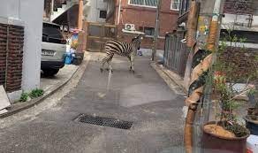 Zebra şehre indi