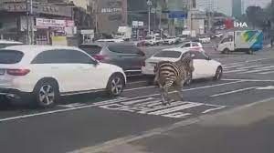 Zebra şehre indi