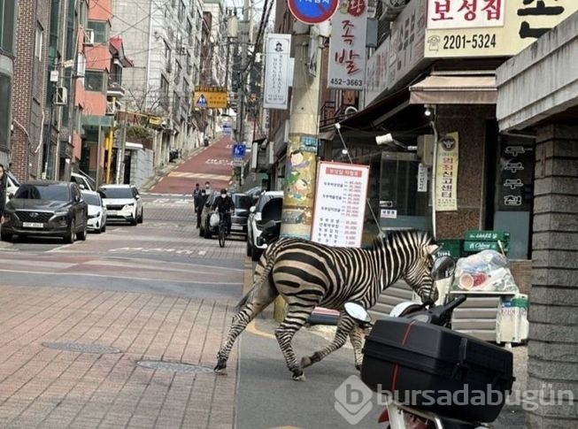 Zebra şehre indi