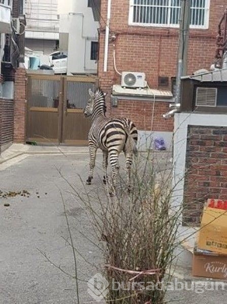 Zebra şehre indi