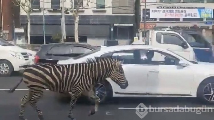 Zebra şehre indi