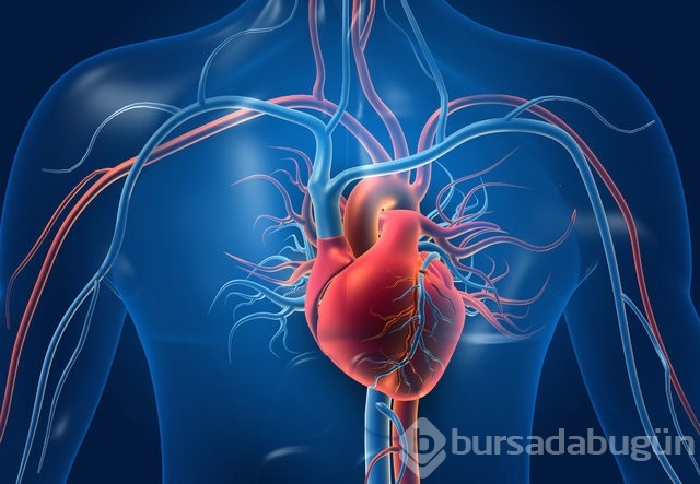 Kalp ve damar sağlığına iyi gelen besinler