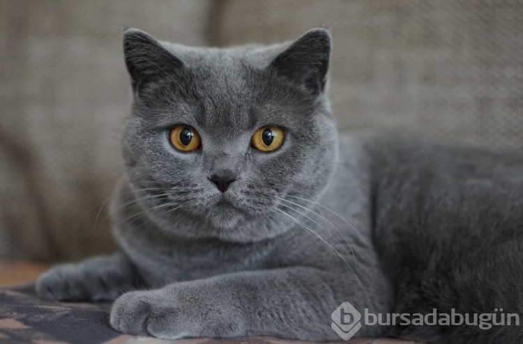 Sevimli olan cins kedi türleri