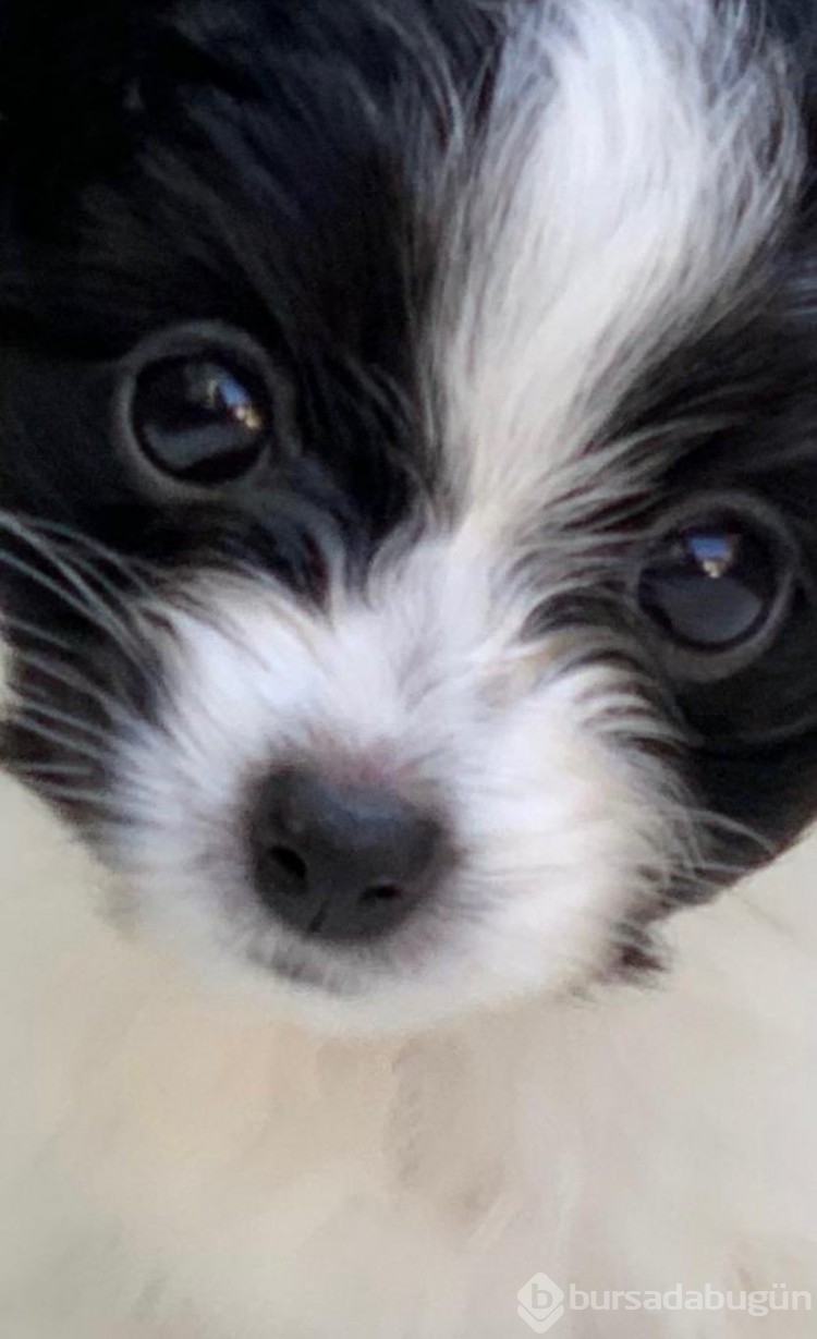 Babasının ölüm yıl dönümünde köpeğini kaybetti