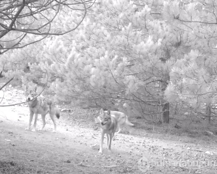 Manisa'da kurt sürüsü fotokapanla görüntülendi
