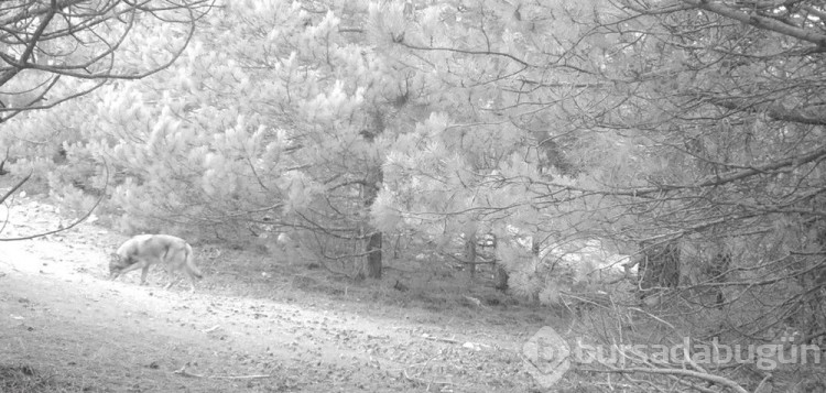 Manisa'da kurt sürüsü fotokapanla görüntülendi
