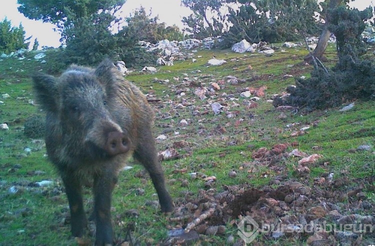 Manisa'da kurt sürüsü fotokapanla görüntülendi
