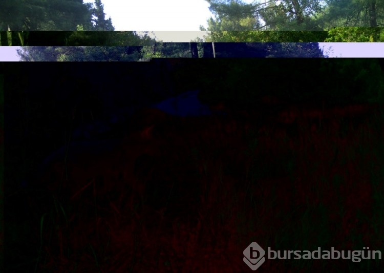 Manisa'da kurt sürüsü fotokapanla görüntülendi
