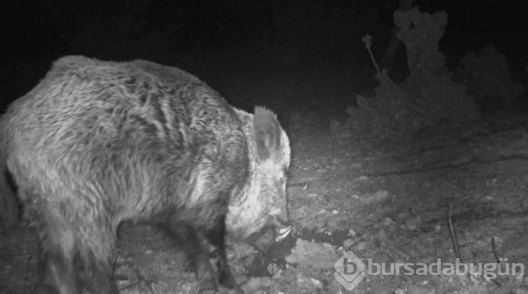 Manisa'da kurt sürüsü fotokapanla görüntülendi
