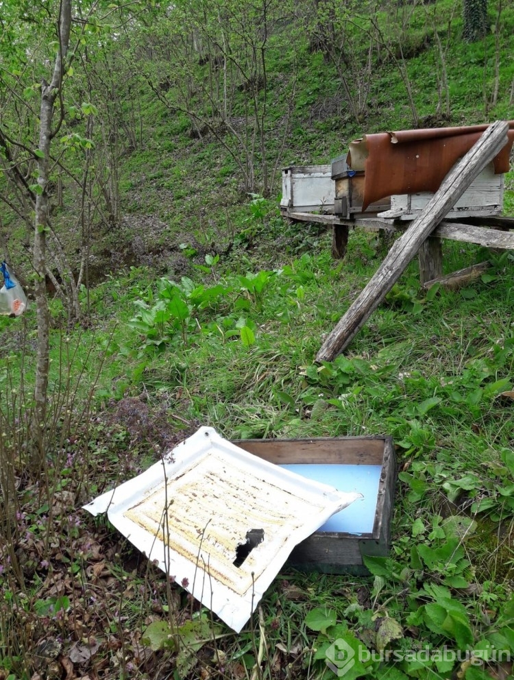 Kış uykusundan kalkan ayılar arı kovanlarına zarar verdi