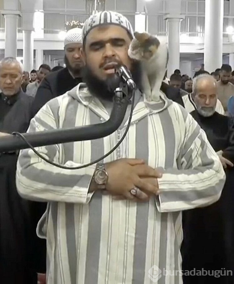Teravih namazı kıldıran imamın kedi şefkatine övgüler yağdı