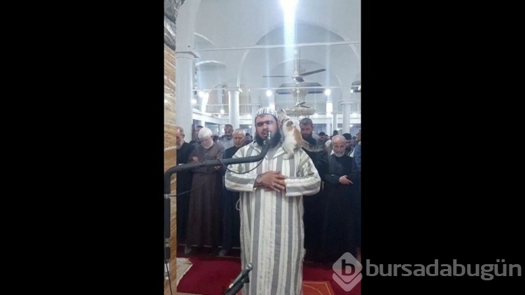 Teravih namazı kıldıran imamın kedi şefkatine övgüler yağdı