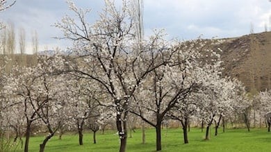 Kars'ta Kağızman kayısısı ağaçları çiçek açtı