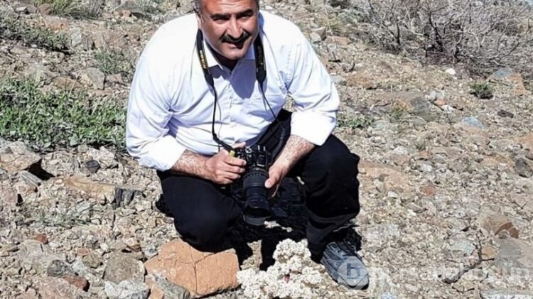 Yeni bir ada çayı türü keşfedildi