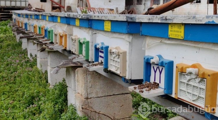Çiftçilerimiz kendi ayağına kurşun sıkıyor