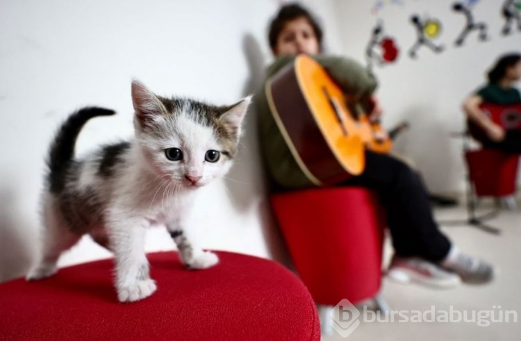 Karamel ile 4 yavrusu öğrencilere neşe kaynağı oldu
