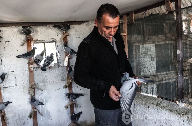 Kurtardığı güvercinlerini arkadaşına emanet etti