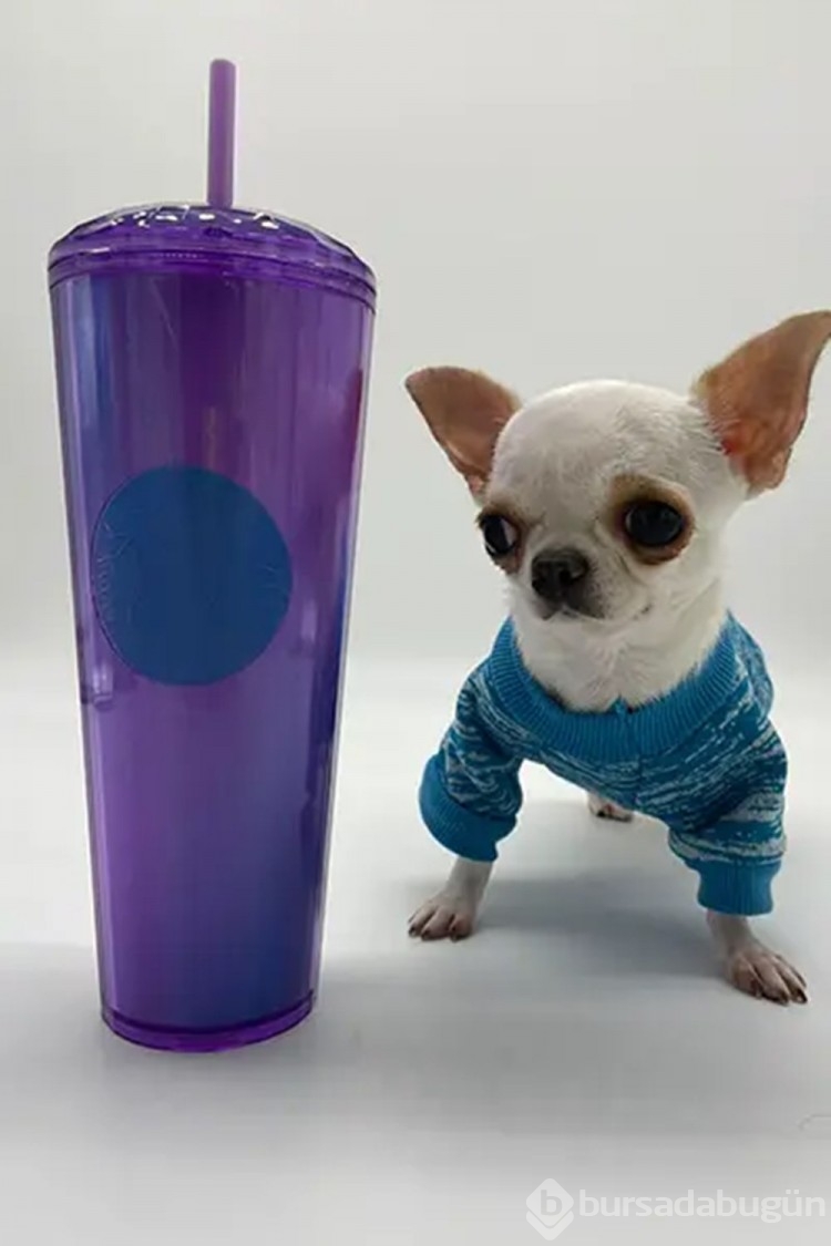 Dünyanın yaşayan en kısa köpeği Pearl Guinness Rekorlar Kitabı'na girdi