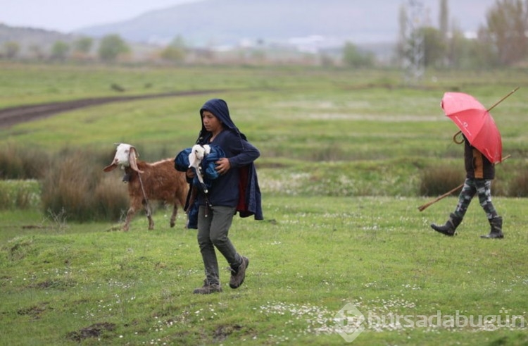 Merada doğan oğlakları montuna sarıp ahıra götürdü
