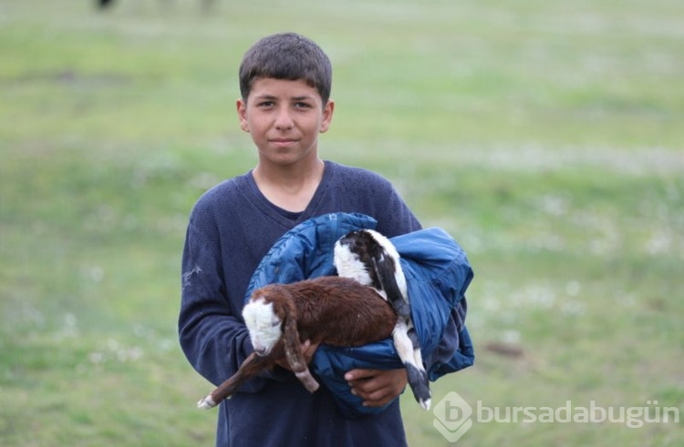 Merada doğan oğlakları montuna sarıp ahıra götürdü