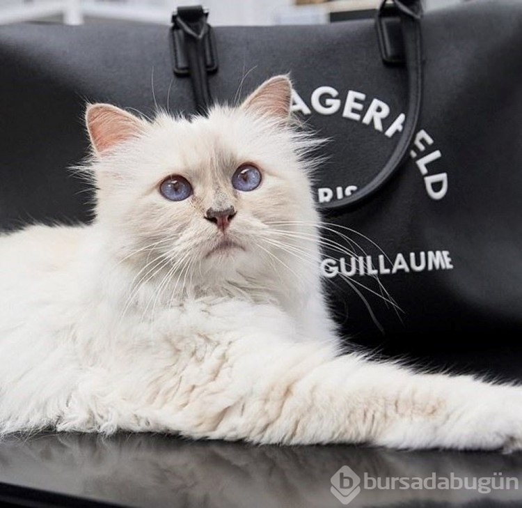 Karl Lagerfeld'in kedisi Met Gala'ya davet edildi
