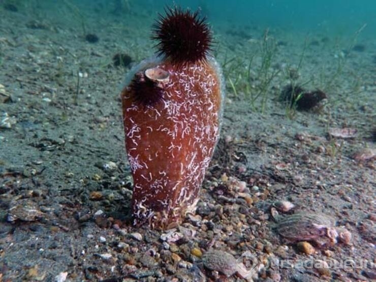 Müsilaja karşı mücadelede 'pinaların' önemi
