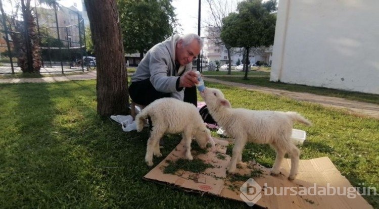 Çocukların sevgilisi biberonla beslediği kuzular oldu