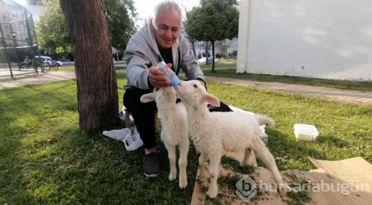 Çocukların sevgilisi biberonla beslediği kuzular oldu