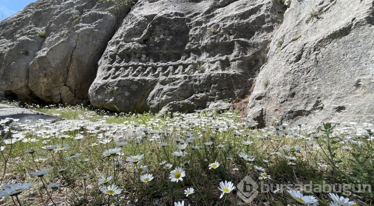 Hattuşa'da doğa canlandı