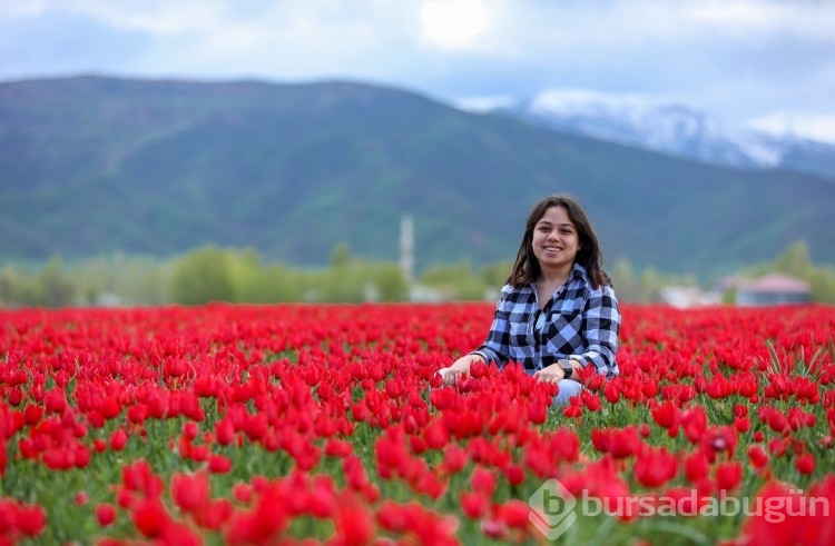 Muş Ovası, kırmızıya büründü