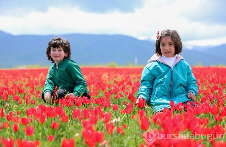 Muş Ovası, kırmızıya büründü