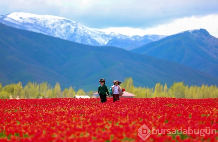 Muş Ovası, kırmızıya büründü