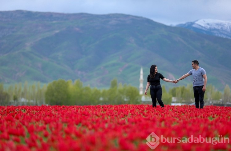 Muş Ovası, kırmızıya büründü