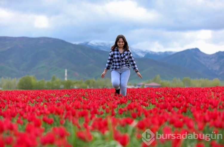 Muş Ovası, kırmızıya büründü