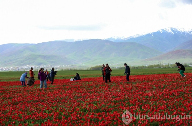 Muş Ovası, kırmızıya büründü