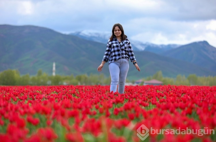 Muş Ovası, kırmızıya büründü