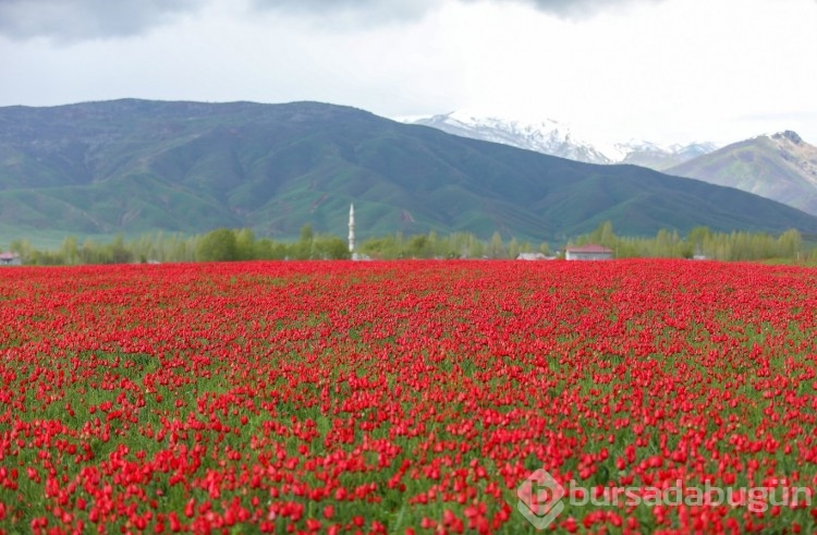 Muş Ovası, kırmızıya büründü