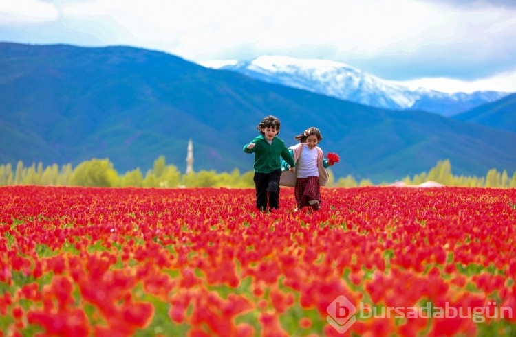 Muş Ovası, kırmızıya büründü
