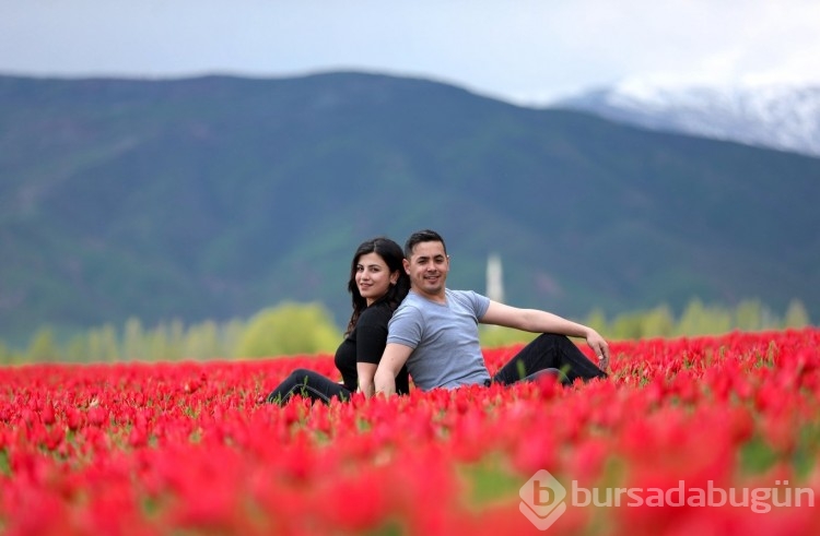 Muş Ovası, kırmızıya büründü