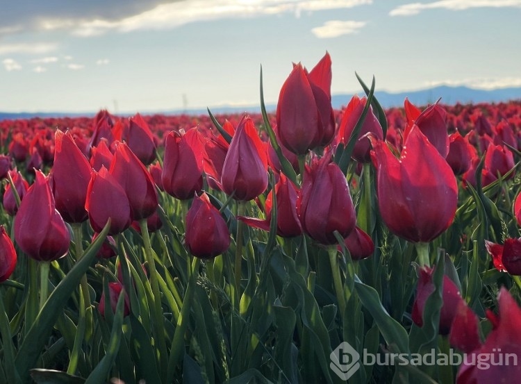 Muş Ovası, kırmızıya büründü