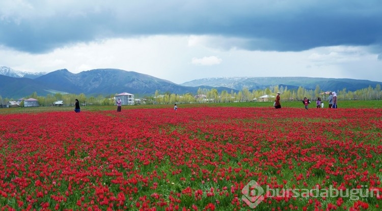 Muş Ovası, kırmızıya büründü