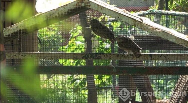 Yavru baykuşlar doğal ortamına bırakıldı