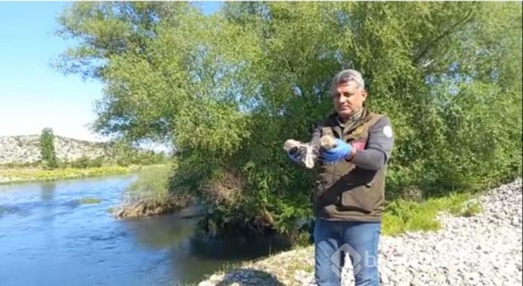 Yavru baykuşlar doğal ortamına bırakıldı