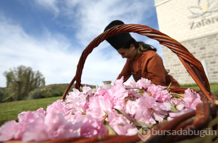 Sakura çiçekleri lezzete dönüşüyor