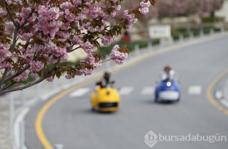 Sakura çiçekleri lezzete dönüşüyor