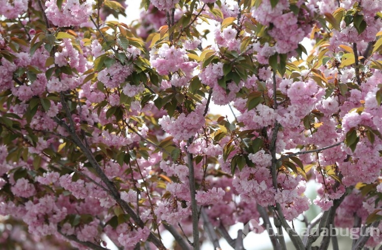 Sakura çiçekleri lezzete dönüşüyor